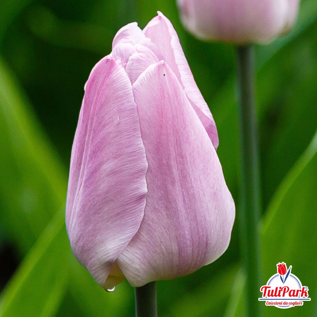 Calamita porta note tulipano Rosa - TuliPark® - Vendita bulbi di tulipano  online