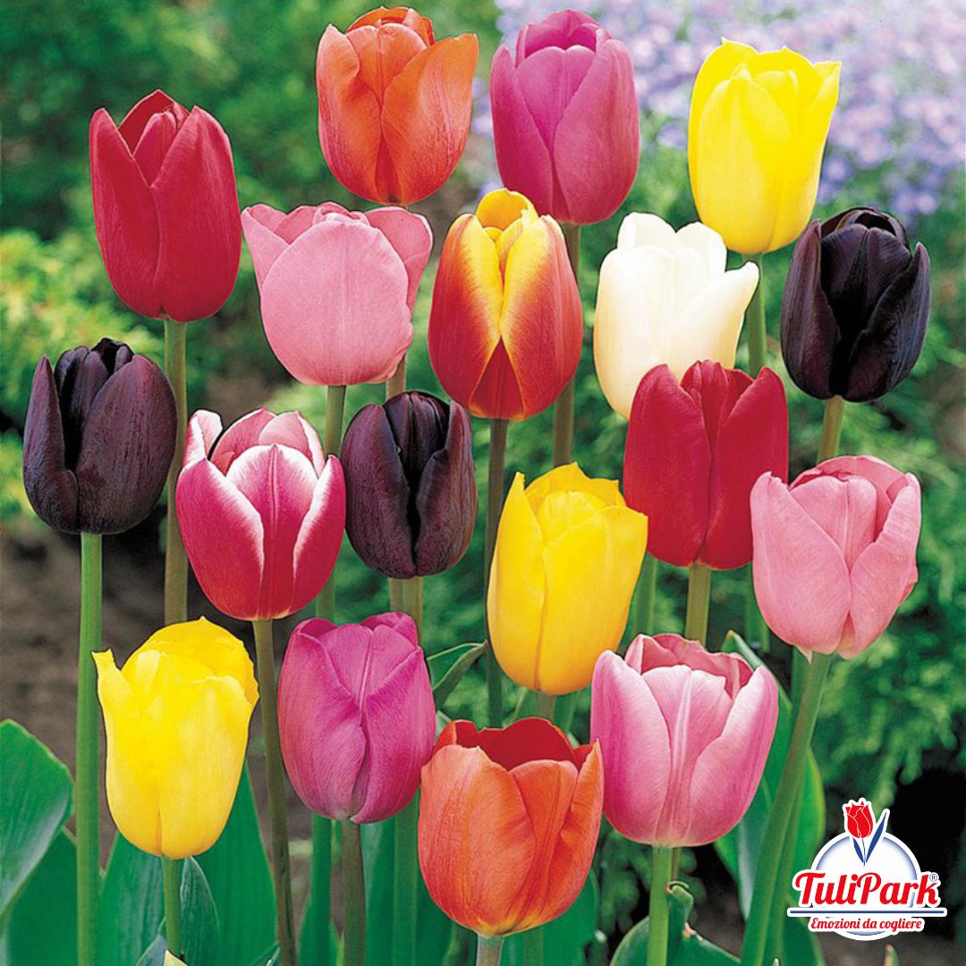Box di tulipani multicolore