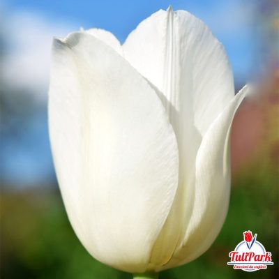 Bulbi di tulipano bianco