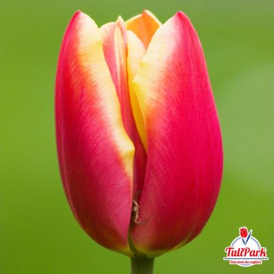 Bulbi di tulipano rosso giallo