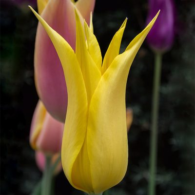 Bulbi di tulipano giallo a punta west point tulipark