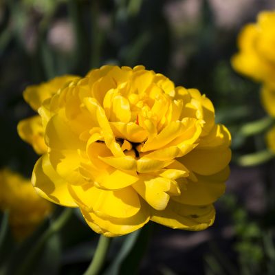 Bulbi di tulipano giallo multifiore yellow pomponette tulipark