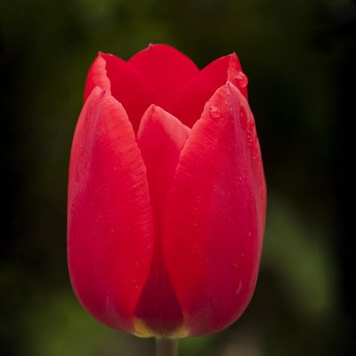 bulbi di tulipano krasa