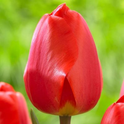 Bulbi di Tulipano