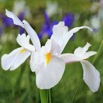 Iris Bianco - Bulbi