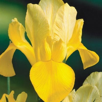 Iris - giallo