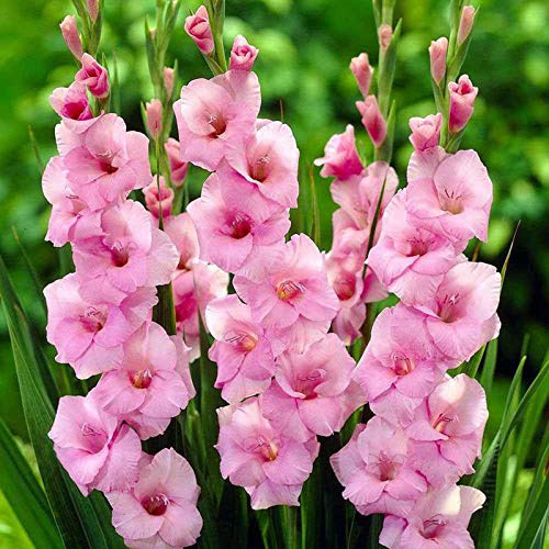 Bulbi di Gladiolo - Rosa - TuliPark® - Vendita bulbi di tulipano online