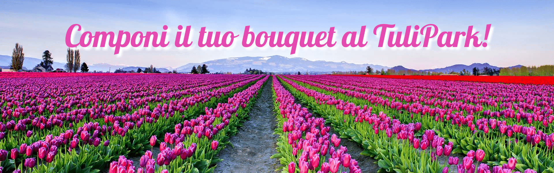 Componi il tuo bouquet al TuliPark! (2)