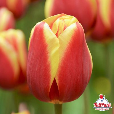 Bulbi di tulipano giallo rosso ammirabile tulipark