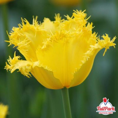 Bulbi di tulipano giallo sfrangiato