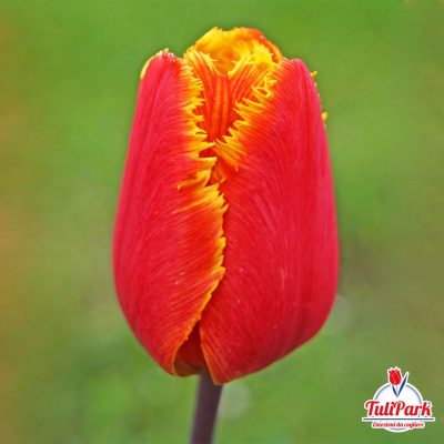 Bulbi di tulipano rosso giallo sfrangiato