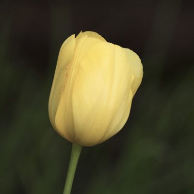 tulipano giallo sunny prince tulipark