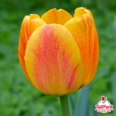 Bulbi di tulipano bianco arancio