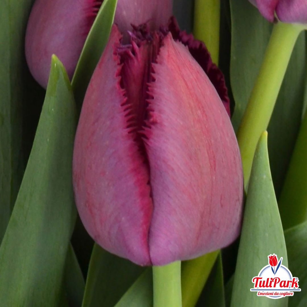 Adelaide - TuliPark® - Vendita bulbi di tulipano online