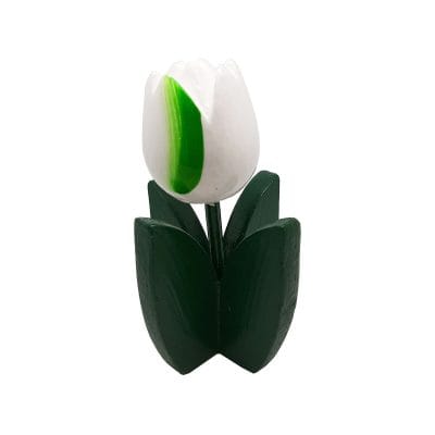 Piantina tulipano bianco-verde