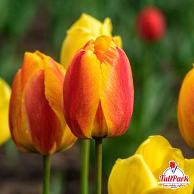 Bulbi di tulipano giallo rosso