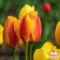 Bulbi di tulipano giallo rosso