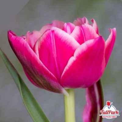 Bulbi di tulipano chill pink