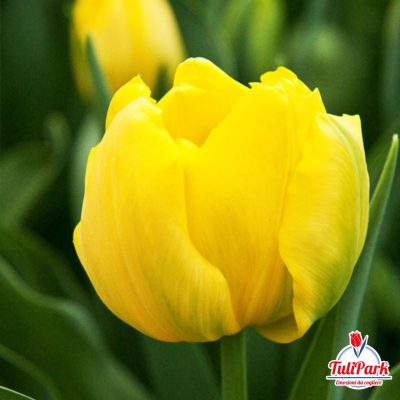 bulbi di tulipano giallo