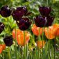 Tulipano nero e arancio