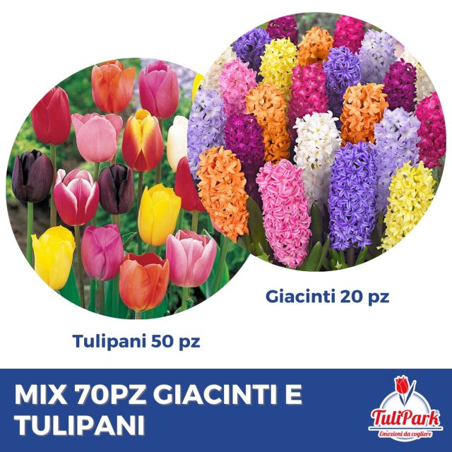 Mix Tulipani e Giacinti 70pz