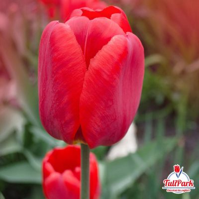 Bulbi di tulipano rosso online