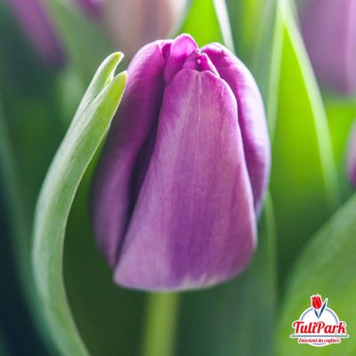 bulbi di tulipano viola