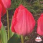 Bulbi di tulipano fucsia