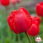 Bulbi di tulipano rosso sfrangiato