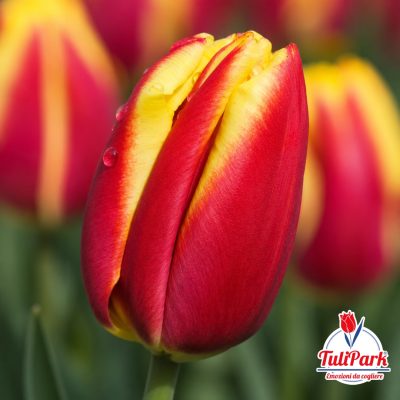Bulbi di tulipano Fireworks rosso e giallo – TuliPark
