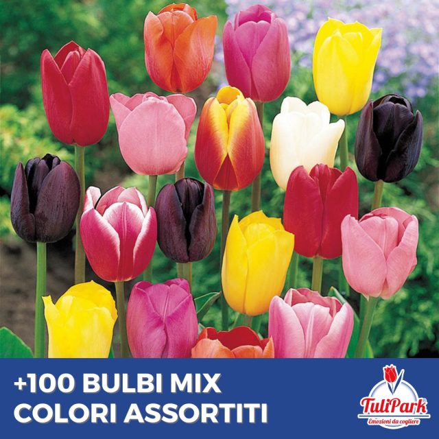 100 bulbi sfusi mix Colori