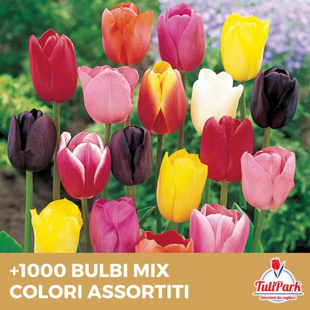 1000 bulbi sfusi mix Colori