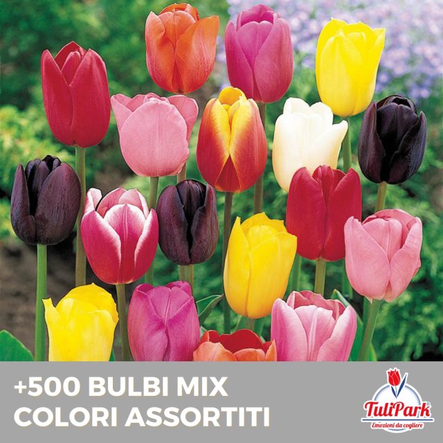 500 bulbi sfusi mix Colori