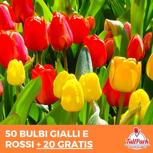 50 Tulipani Gialli e Rossi Mix +20 Gratis
