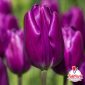 Bulbi di tulipano Arbax viola – TuliPark