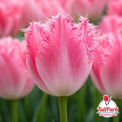 Bulbi di tulipano sfrangiato rosa Pink Fin – TuliPark