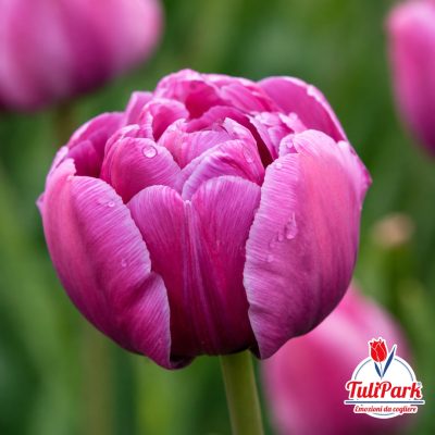 Bulbi di tulipano Meraviglia rosa – TuliPark