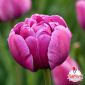 Bulbi di tulipano Meraviglia rosa – TuliPark
