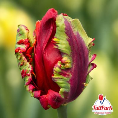Tulipano Ara pappagallo rosso e verde in primo piano – Bulbi di tulipano TuliPark