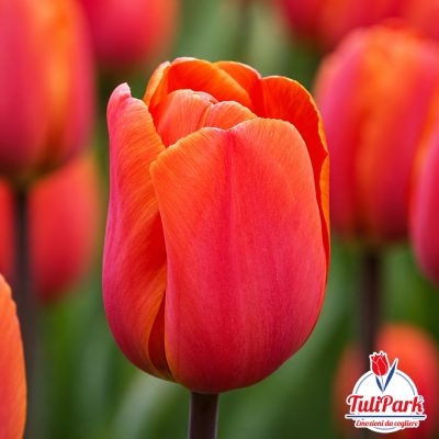 Bulbi di tulipano corallo-arancio a fiore singolo – TuliPark