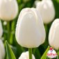 Tulipano bianco jumbo in primo piano con petali luminosi e gocce di rugiada – Bulbi di tulipano TuliPark