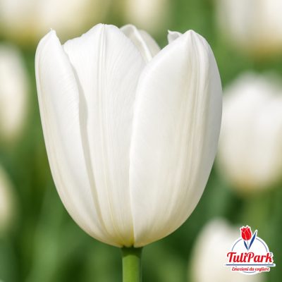 Tulipano bianco nuvola in primo piano – Bulbi di tulipano TuliPark