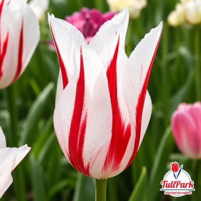 Tulipano Lily bianco con fiamme rosse in primo piano – Bulbi di tulipano TuliPark