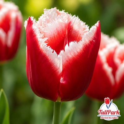 Tulipano Calarossa rosso con bordo bianco sfrangiato in primo piano – Bulbi di tulipano TuliPark