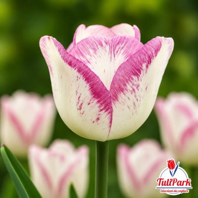 Bulbi di tulipano Laurel bianco con eleganti sfumature rosa – TuliPark