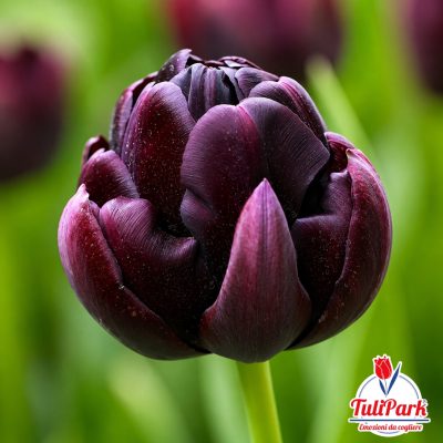 Bulbi di tulipano Cynara dai petali doppi color porpora scuro quasi nero – TuliPark
