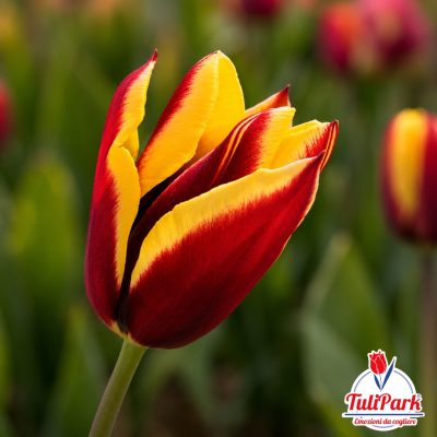 Bulbi di tulipano vega bicolore rosso e giallo – TuliPark