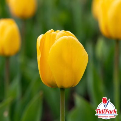 Bulbi di tulipano giallo suiker a fiore singolo – TuliPark