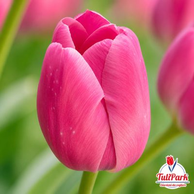 Tulipano rosa fucsia romance intenso in primo piano – Bulbi di tulipano TuliPark