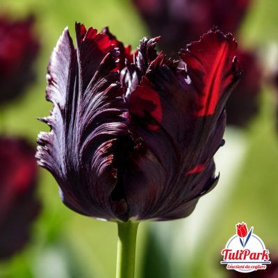 Tulipano Sparrow pappagallo nero con riflessi rosso rubino in primo piano – Bulbi di tulipano TuliPark